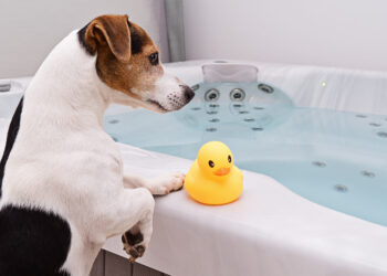 can a dog go in a hot tub